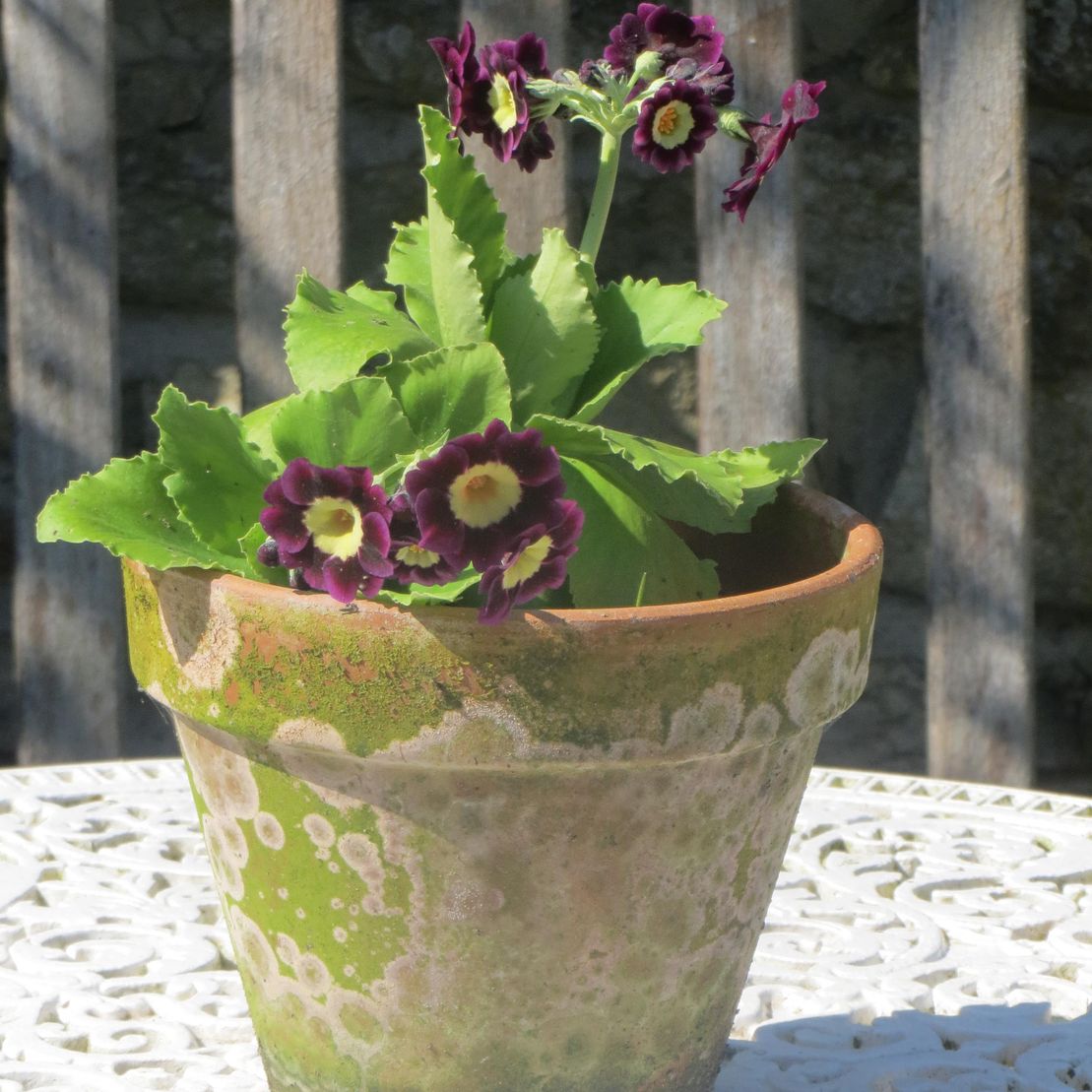 Flower in plant pot