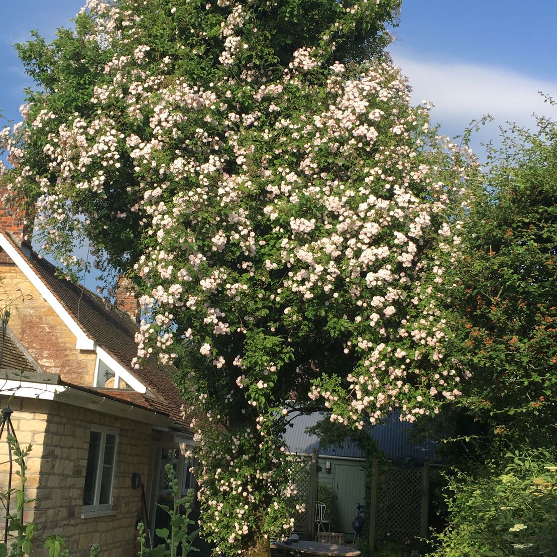 Flower tree in garden